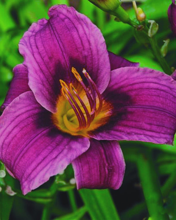 Grape Magic Daylily (Hemerocallis grape &