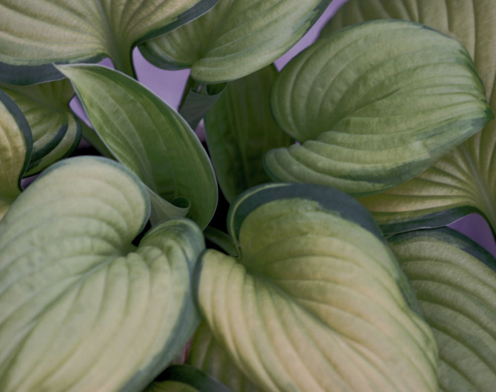 Guacamole Plantain Lily (Hosta guacamole &