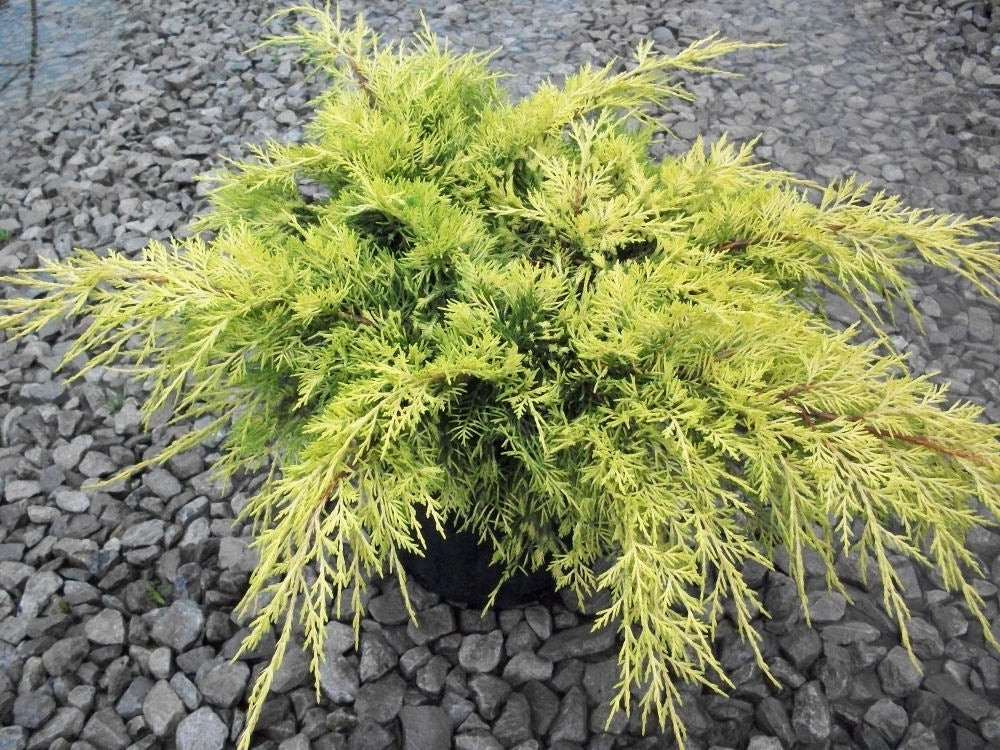 Gold Lace™ Juniper (Juniperus chinensis &