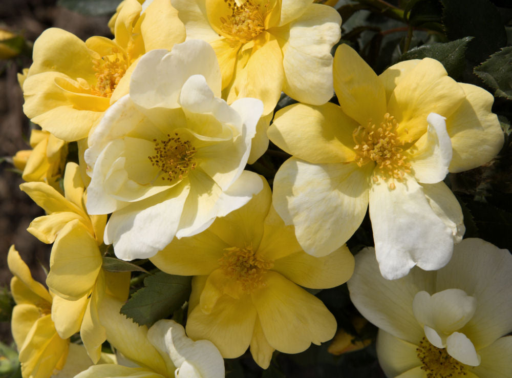 Sunny Knock Out® Rose (Rosa K.O &
