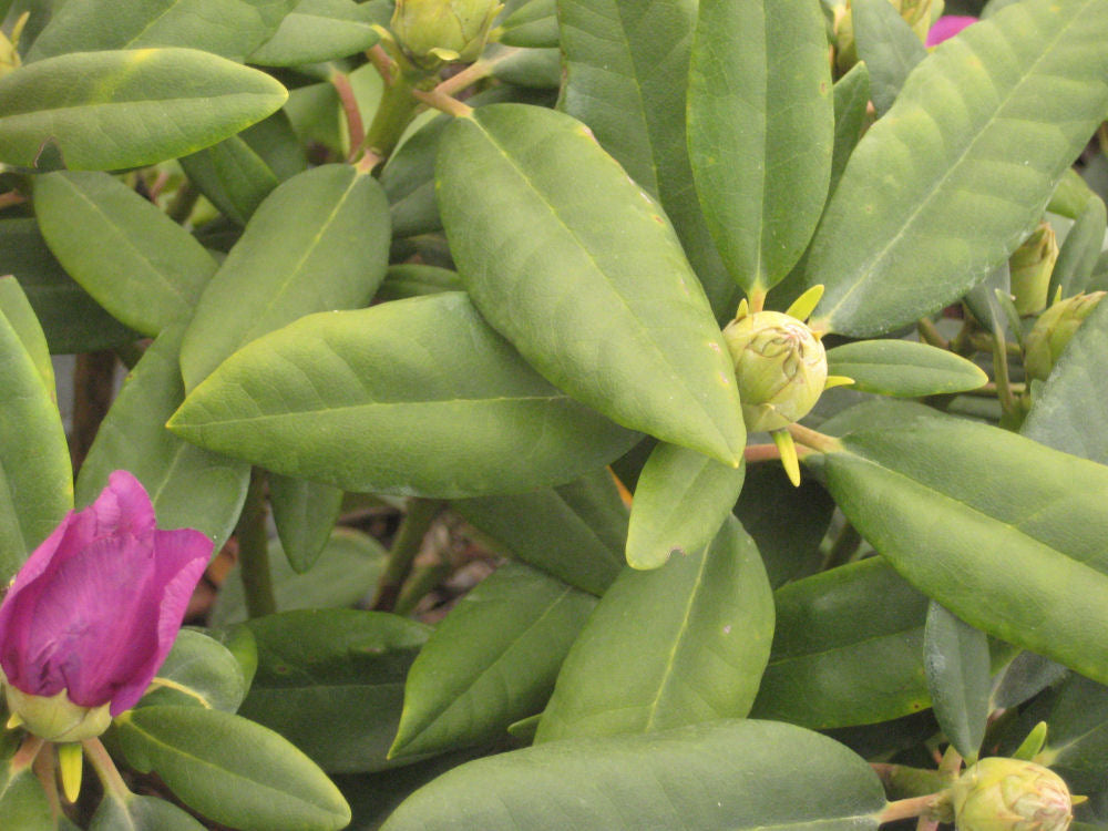 Boursault Rhododendron (Rhododendron catawbiense &
