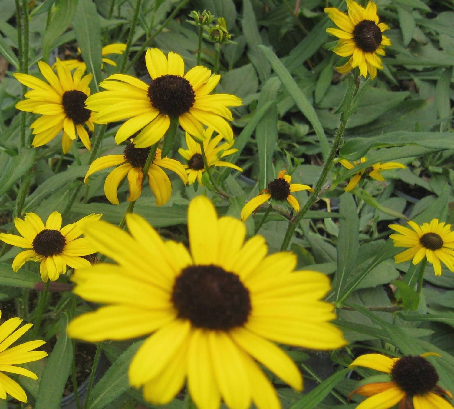 Little Suzy Black-Eyed Susan (Rudbeckia fulgida &
