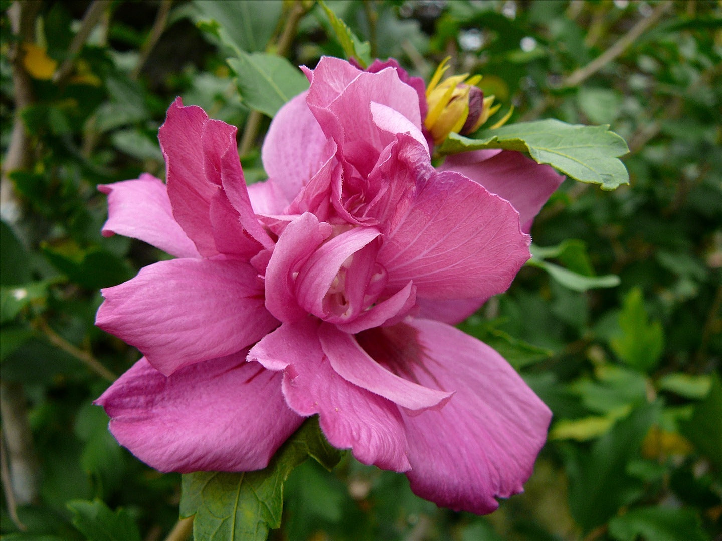 Lucy Rose of Sharon (Hibiscus syriacus &