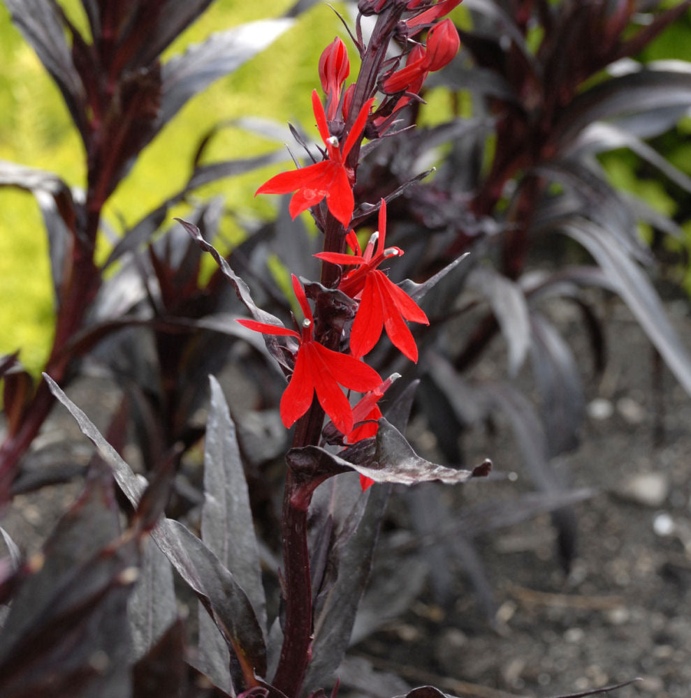 Queen Victoria Cardinal Flower (Lobelia x speciosa &