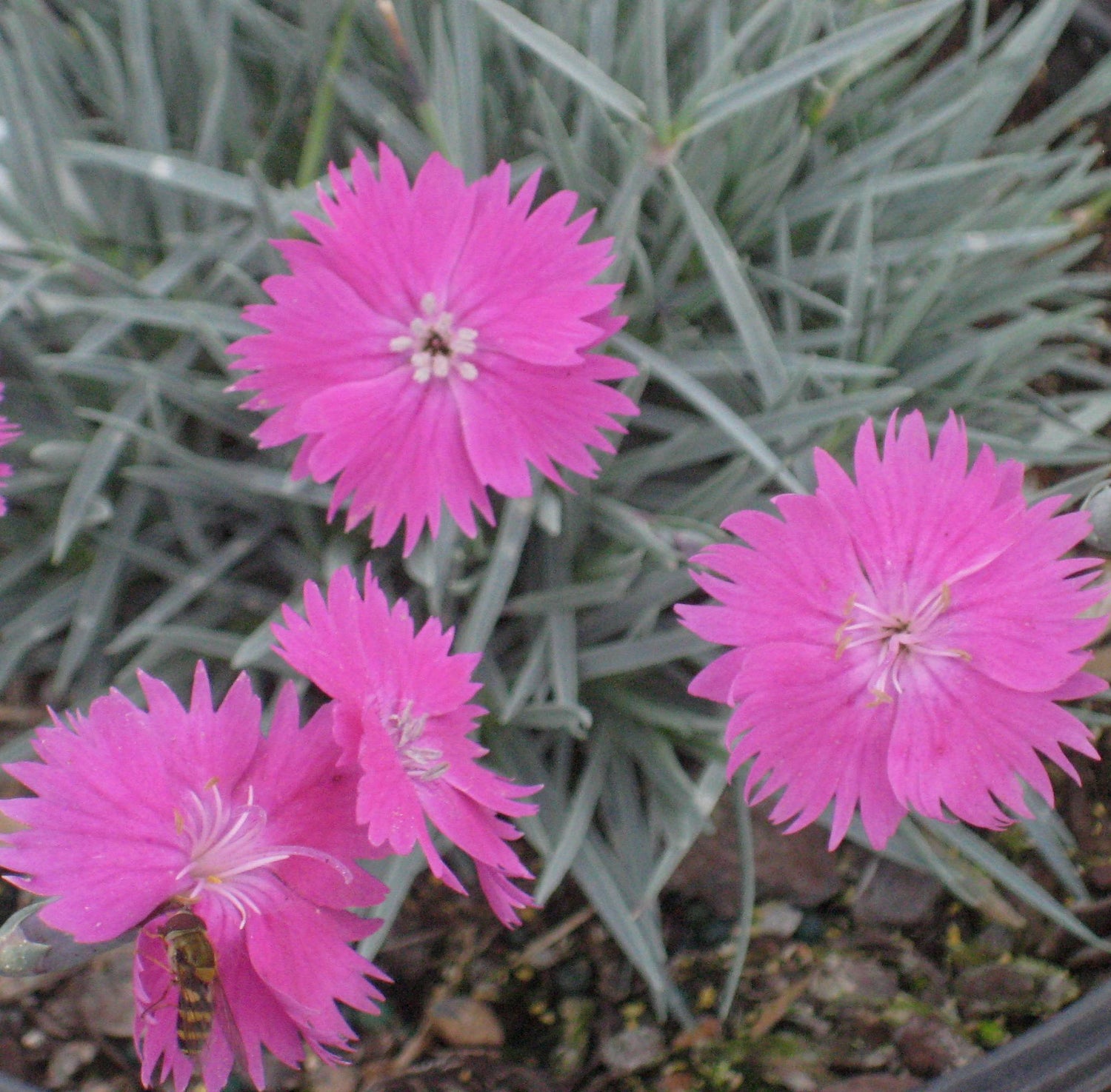 FireWitch Pinks (Dianthus gratianopolitanus &