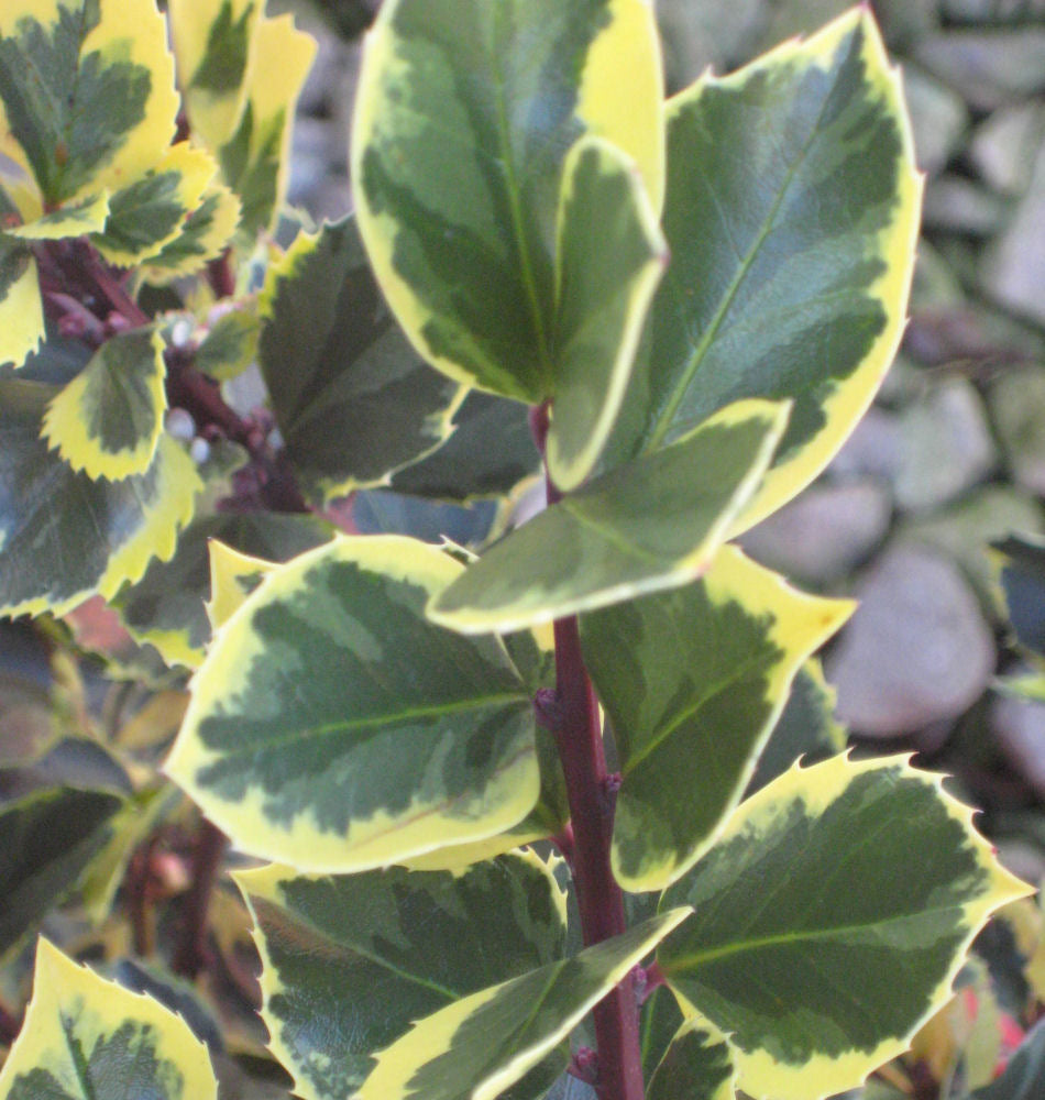 Honeymaid™ Meserve Holly (Ilex x meserveae &