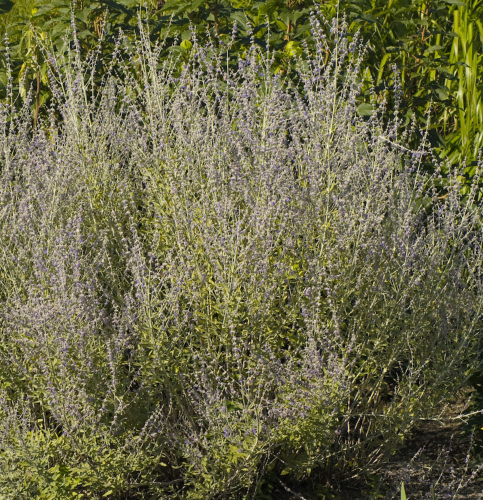 Little Spires Russian Sage (Perovskia atriplicifolia &