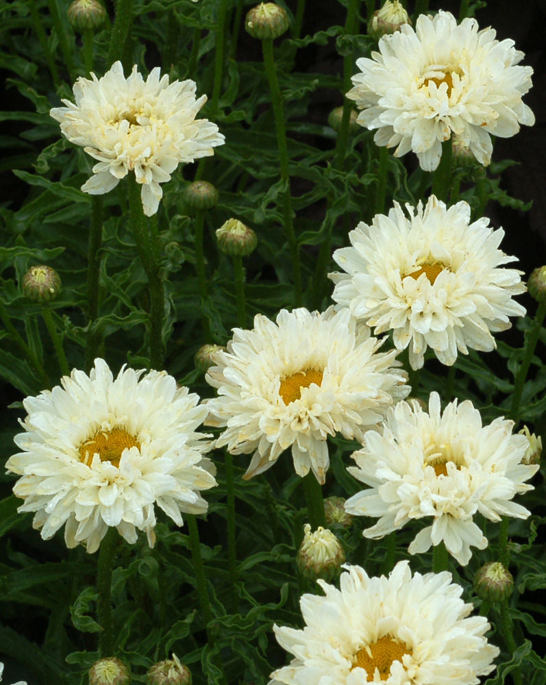 Victorian Secret Shasta Daisy (Leucanthemum &