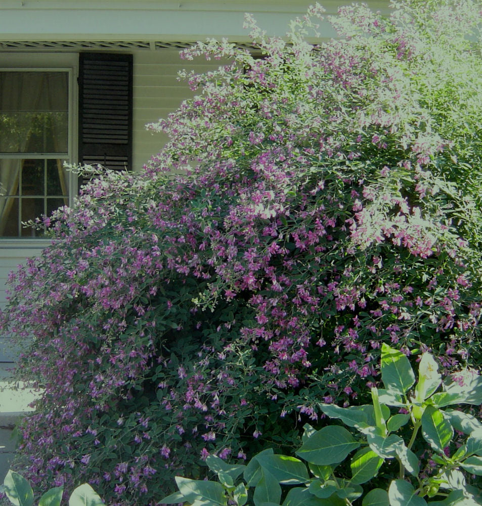 Gibraltar Bush Clover (Lespedeza thunbergii &