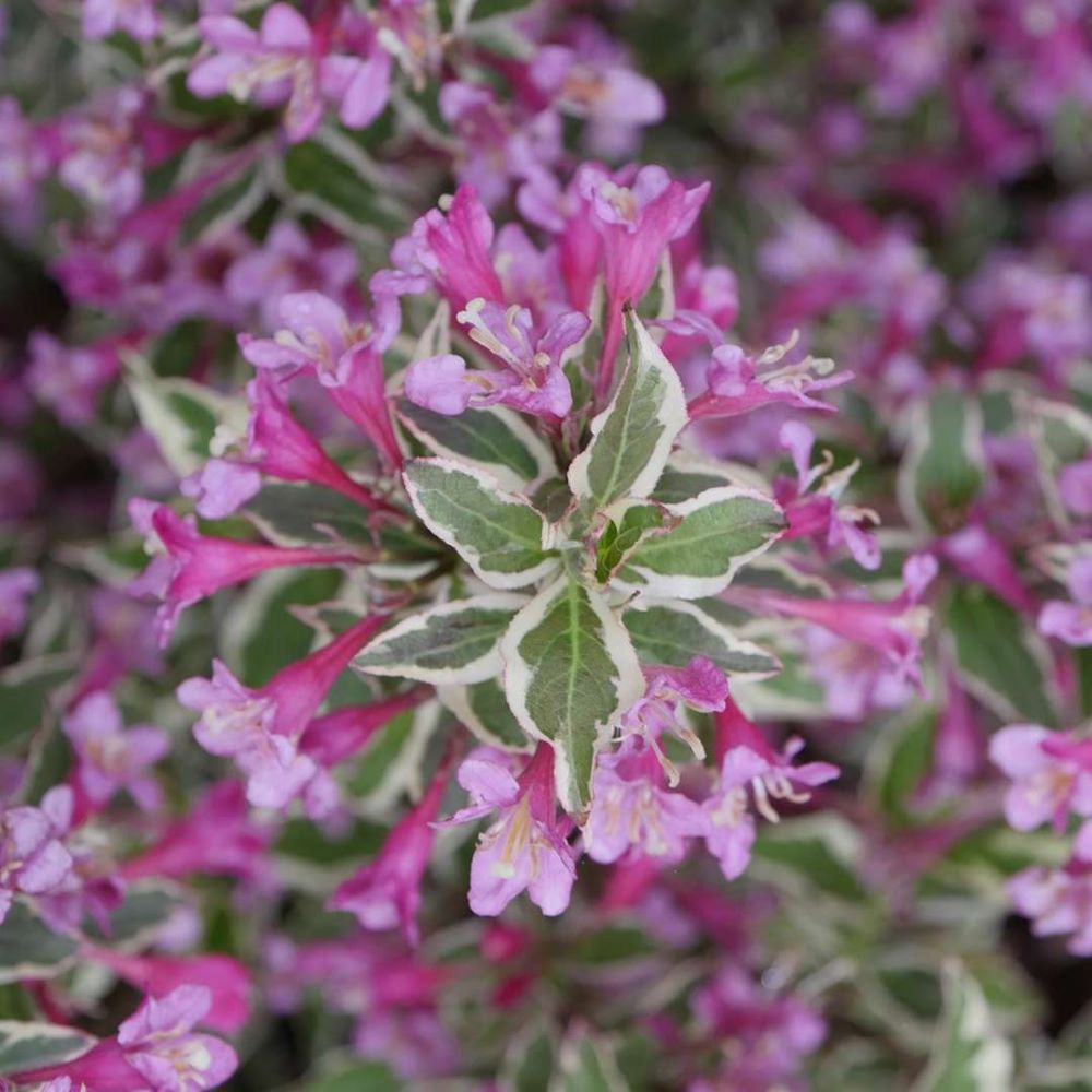 My Monet Purple Effect® Weigela (Weigela &