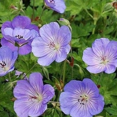 Azure Rush Cranesbill (Geranium azure &
