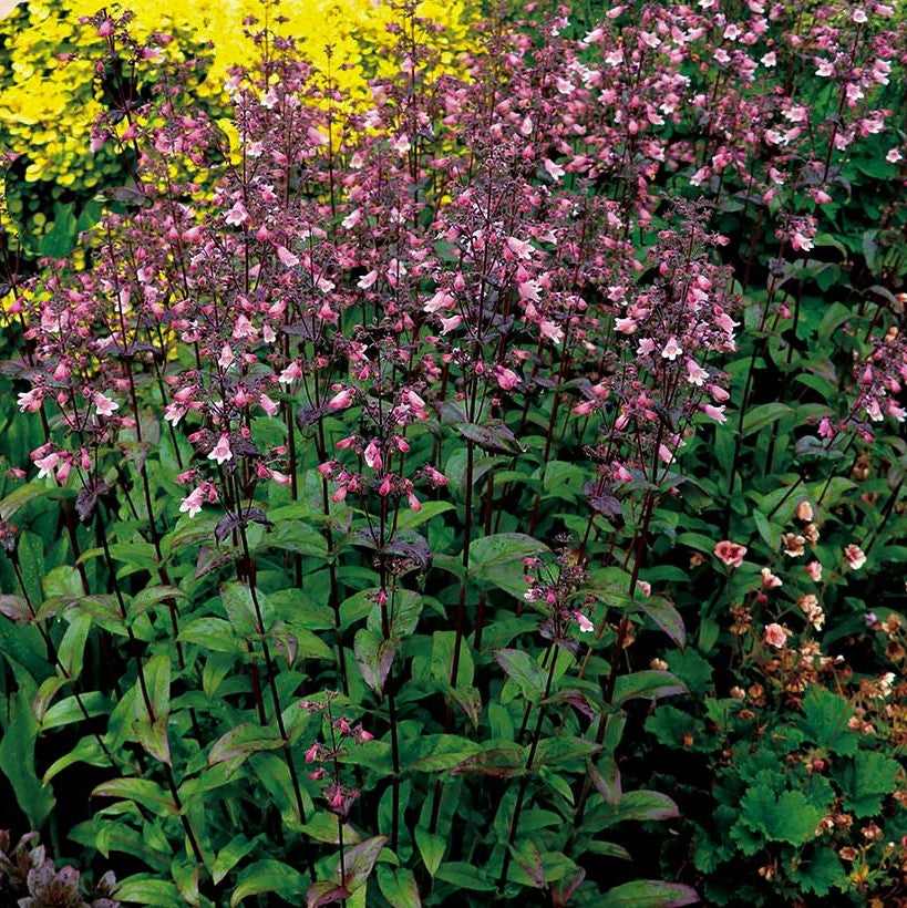 Dakota™ Verde Penstemon (Penstemon dakota &