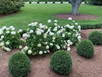 NewGen Independence® Boxwood (Buxus newgen &