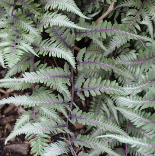 Fern Godzilla Japanese Painted (Athyrium &