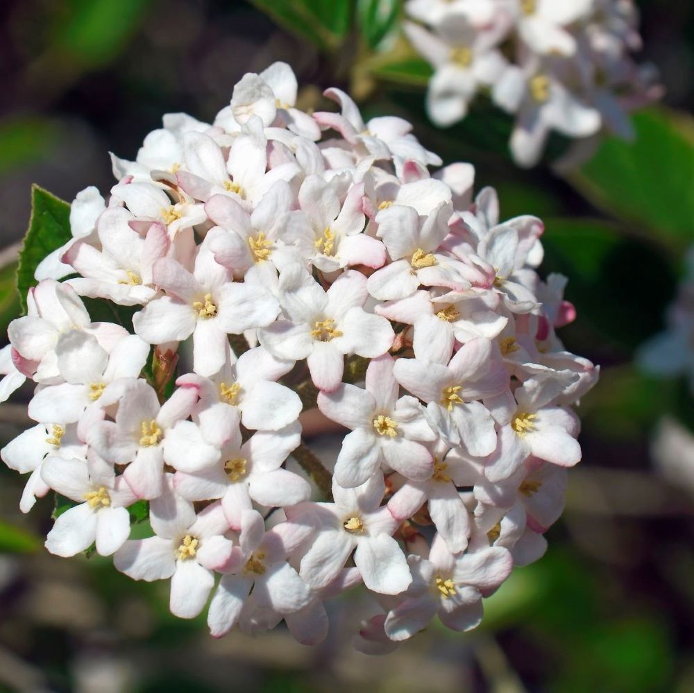 Spice Island® Korean Spice Bush (Viburnum carlesii &