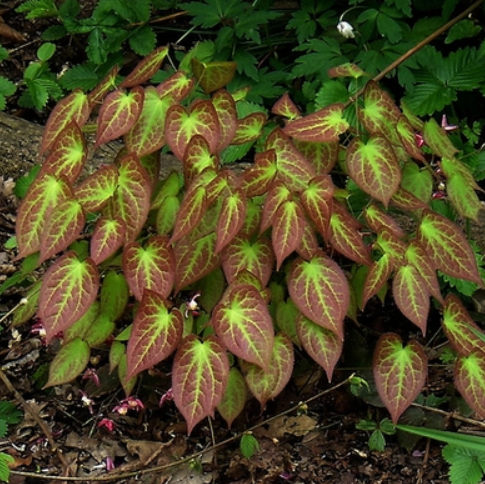Rubrum Red Barrenwort (Epimedium x &