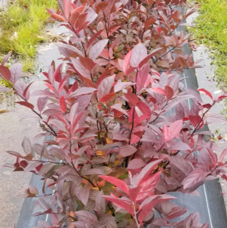 Itea Fountains of Rouge™ Virginia Sweetspire (Itea fountains &