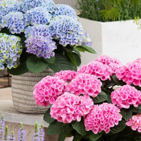 Elizabeth Ashley Hydrangea (Hydrangea macrophylla &