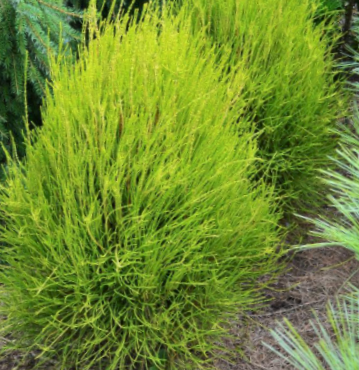 Franky Boy Arborvitae (Thuja occidentalis &