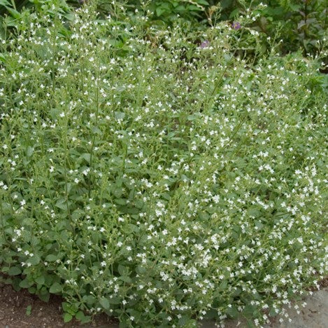 Calamint (Calamintha &