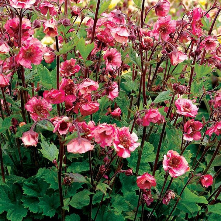 Geum Tempo™ Rose (Geum tempo &