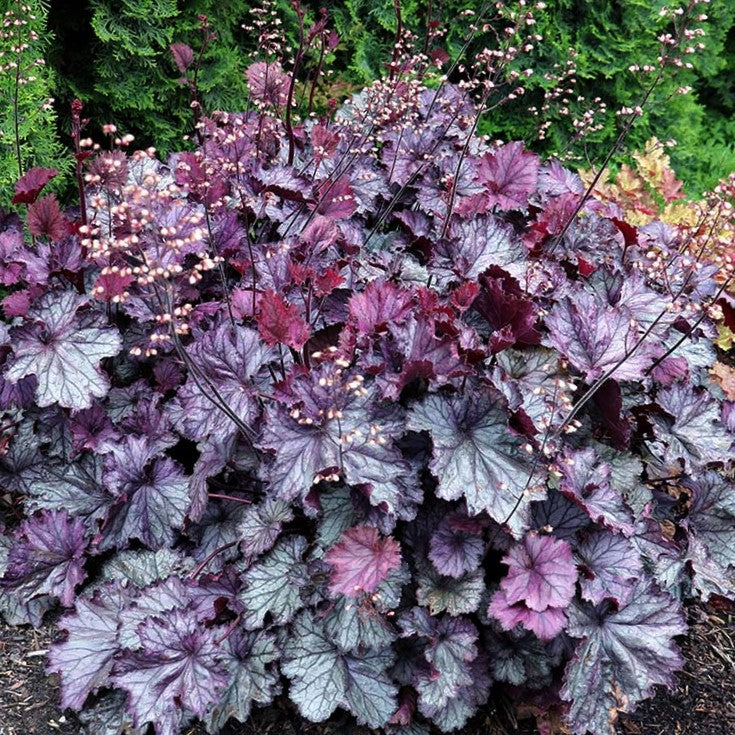 Northern Exposure™ Purple Coral Bells (Heuchera &
