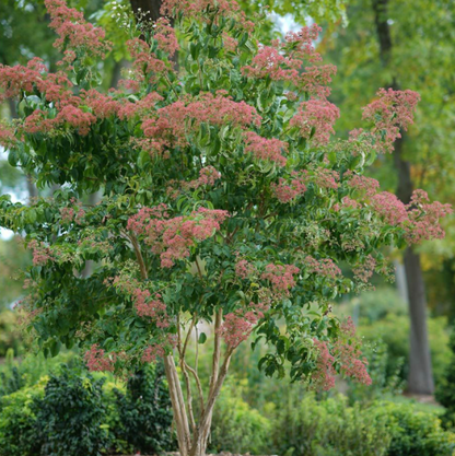 Temple of Bloom® Seven-Son Flower (Heptacodium temple &