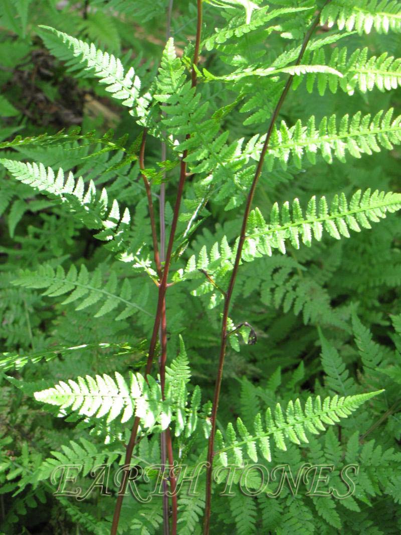 Lady In Red Lady Fern (Athyrium filix-femina &