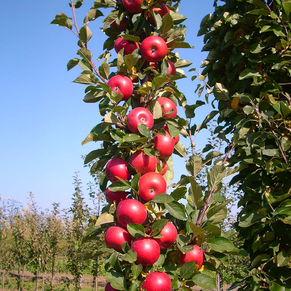 Fruit Snacks® Tasty Red™ Apple (Malus domestica &