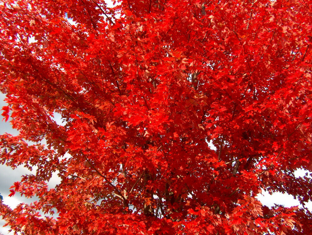 Autumn Blaze® Red Maple (Acer x freemanii &