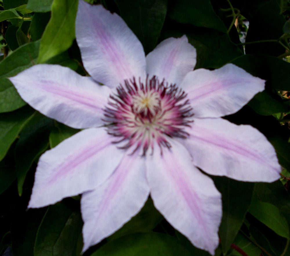Nelly Moser Clematis (Clematis &