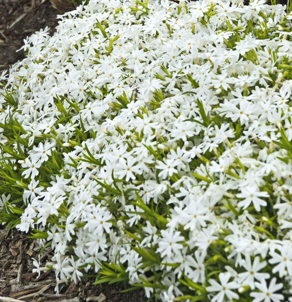 Snowflake Creeping Phlox (Phlox subulata &