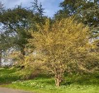 Cornelian Cherry Dogwood (Cornus &