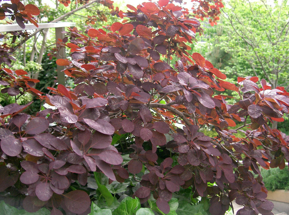 Royal Purple Smokebush (Cotinus coggygria &