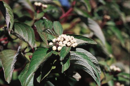 Bailey Red Twig Dogwood (Cornus stolonifera &