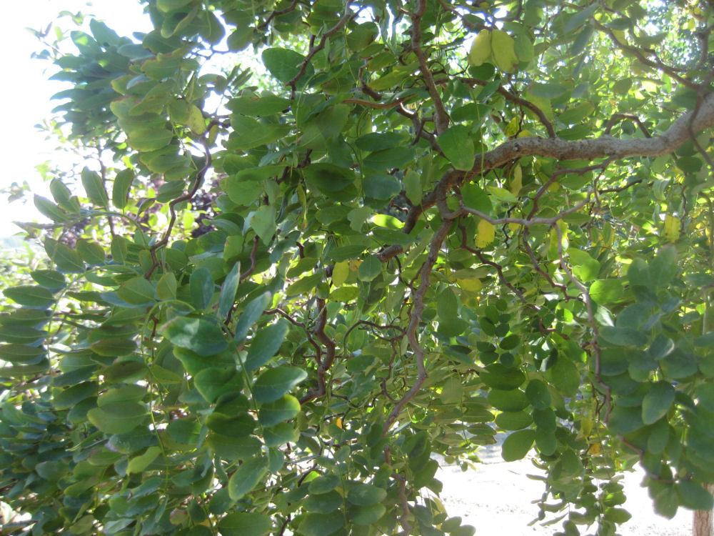 Lace Lady Black Locust (Robinia pseudoacacia &