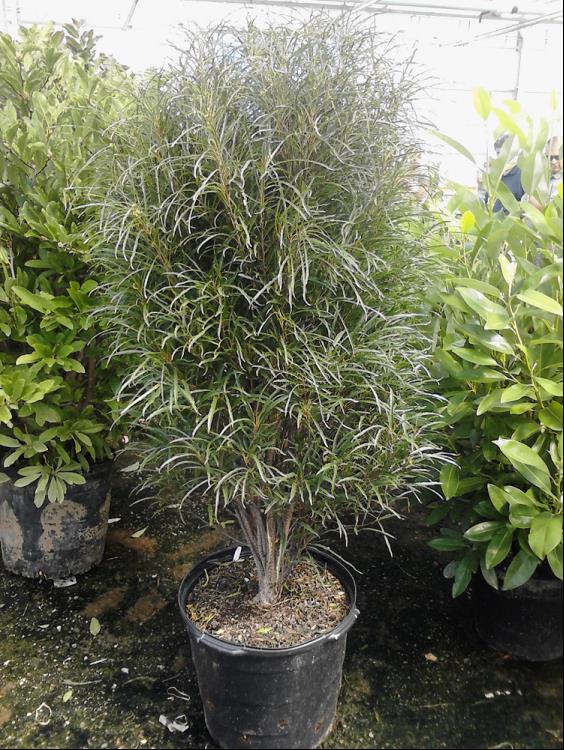 Fine Line® Buckthorn (Rhamnus frangula &