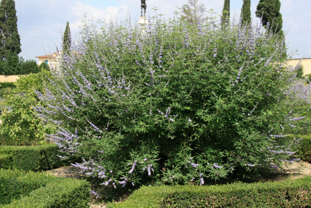 Chastetree/ Monk&
