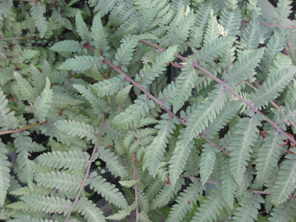 Burgundy Lace Painted Fern (Athyrium niponicum &