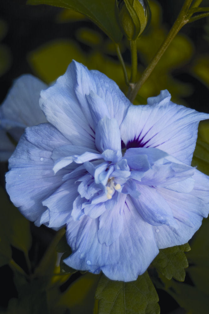 Blue Chiffon® Rose of Sharon (Hibiscus syriacus &