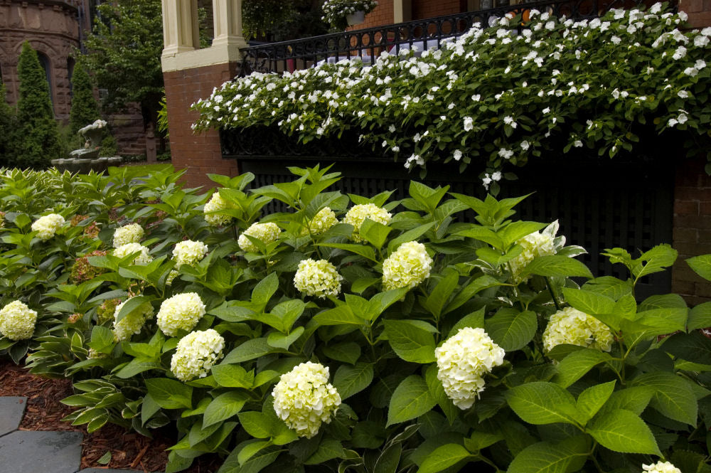 Blushing Bride® Hydrangea (Hydrangea macrophylla &