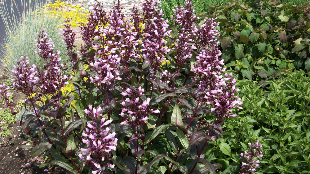 Dark Towers Beard Tongue (Penstemon x &