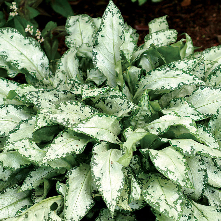 High Contrast Lungwort (Pulmonaria high &