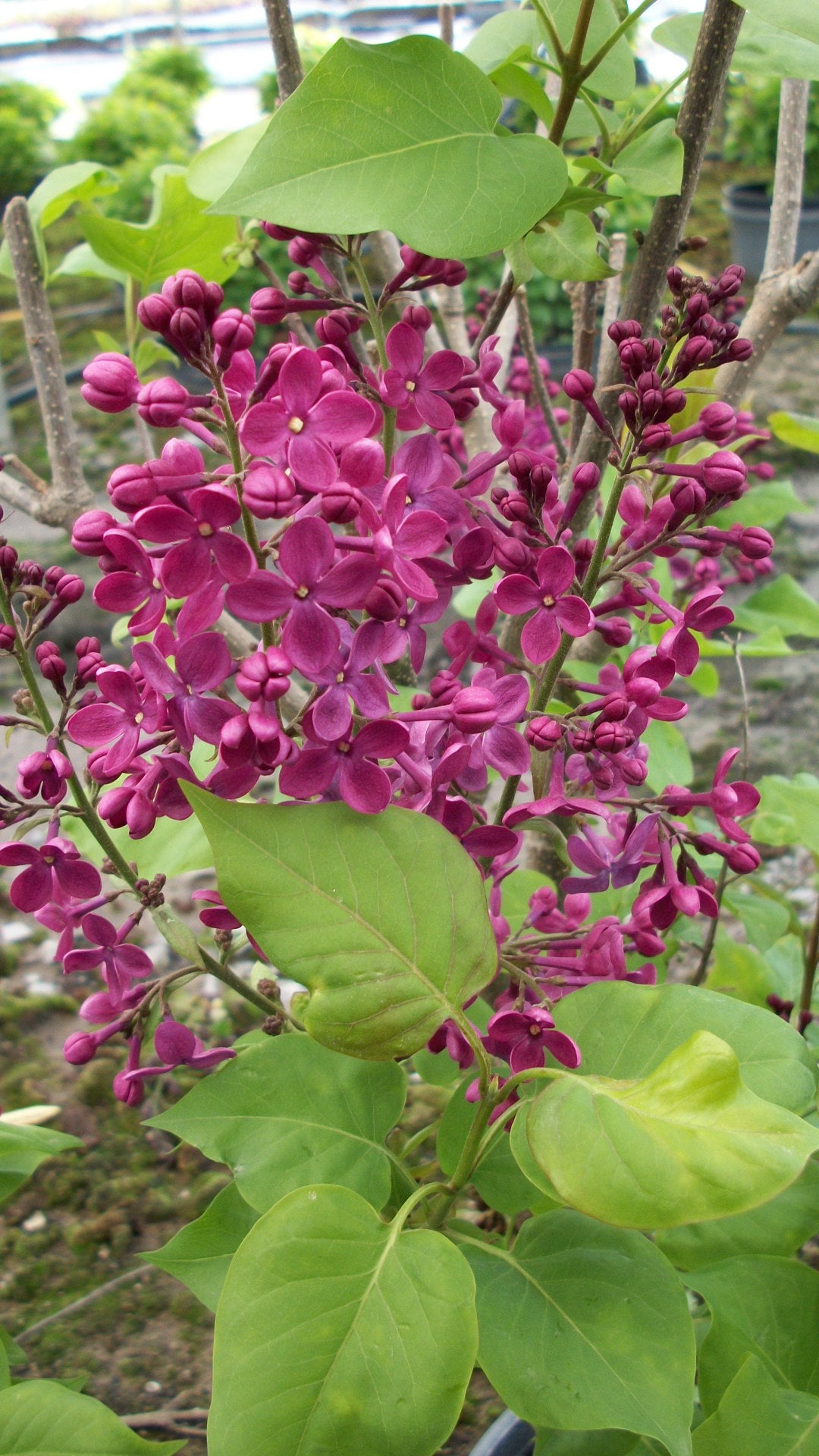 Declaration Lilac (Syringa x hyacinthiflora &