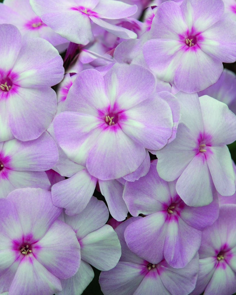 Cotton Candy™ Phlox (Phlox paniculata &