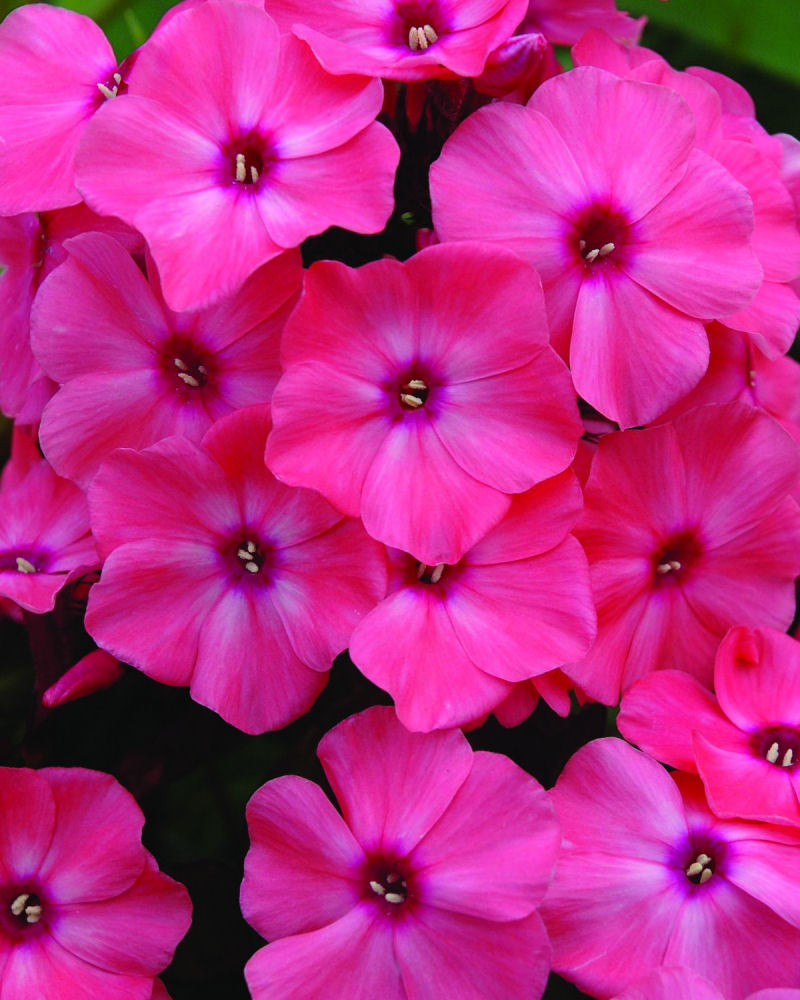 Coral Crème Drop™ Phlox (Phlox paniculata &