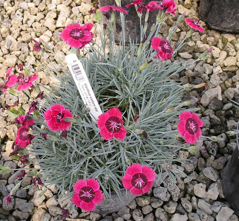 Eastern Star™ Pinks (Dianthus x &
