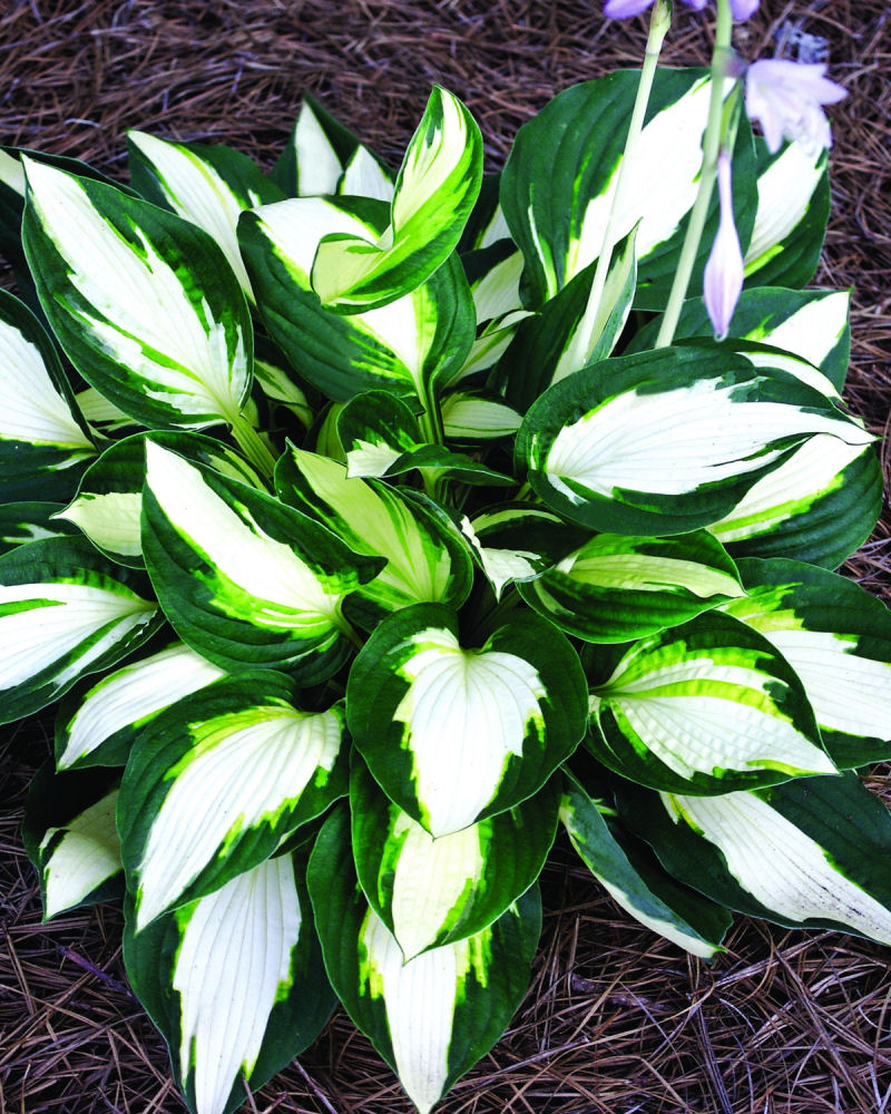 Vulcan Plantain Lily (Hosta vulcan &