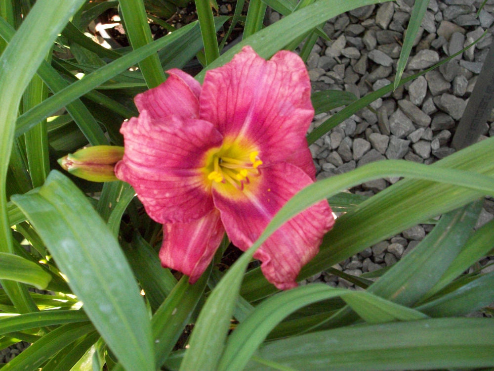 Rosy Returns Daylily (Hemerocallis rosy &