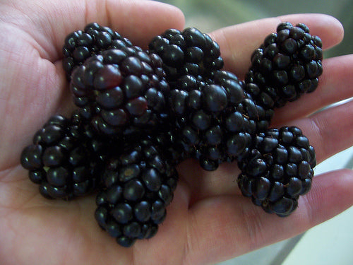 Triple Crown Thornless Blackberry (Rubus fruticosus &